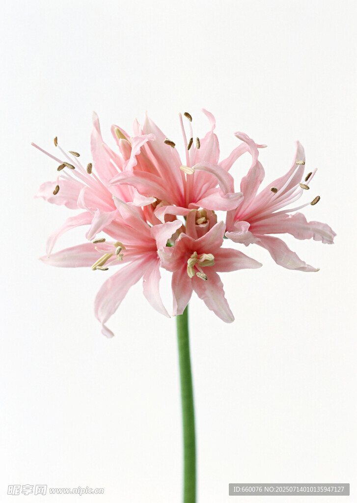 粉色优雅绽放的美丽花朵