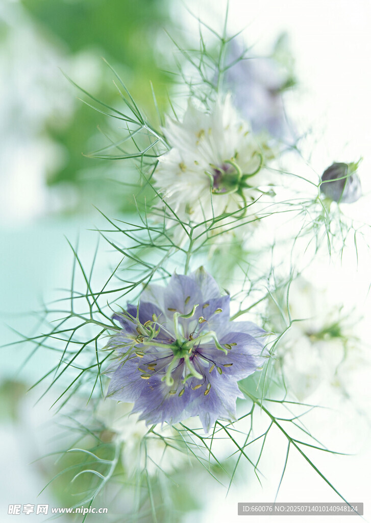 蓝白花朵特写