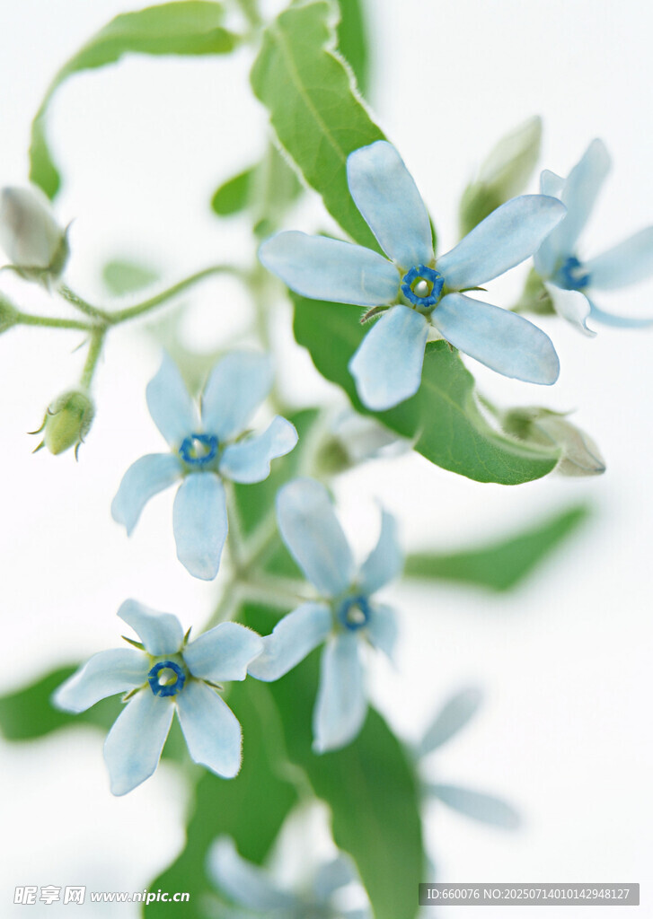 蓝色小花绽放枝头