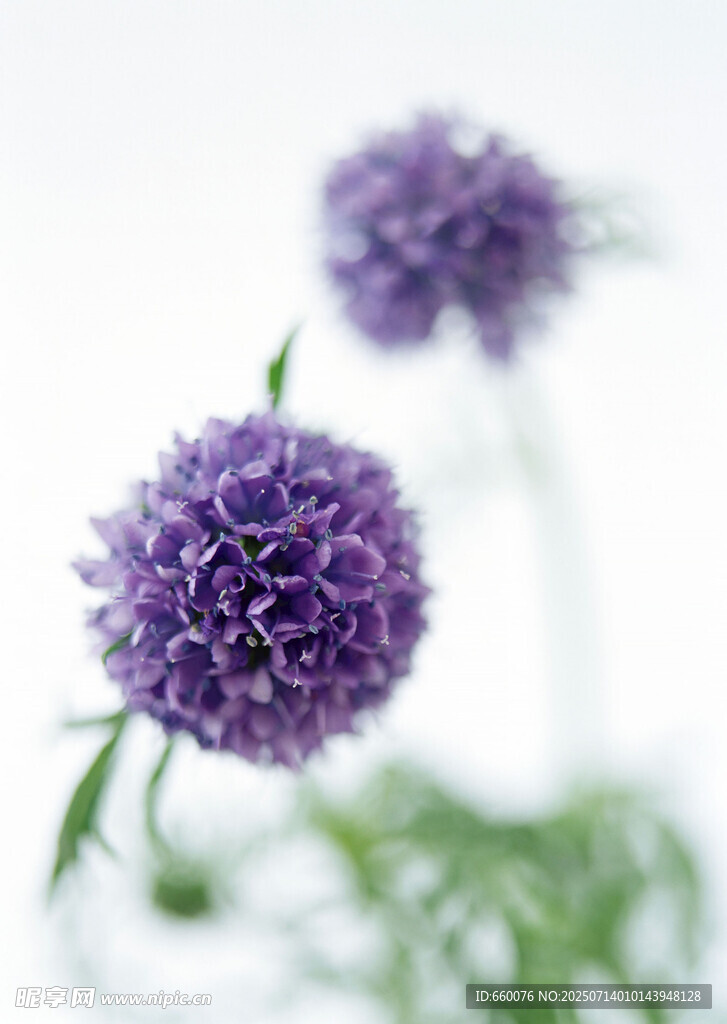 紫色球状花卉特写