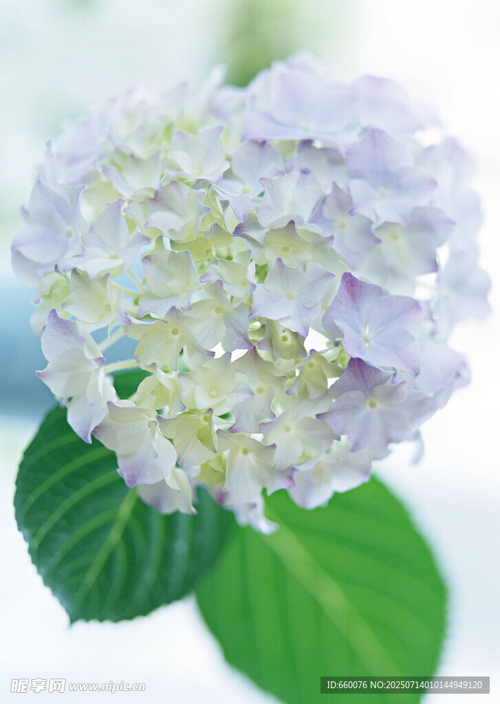 清新淡雅绣球花