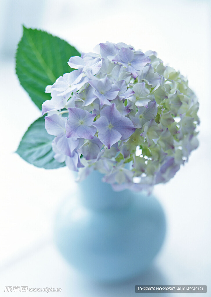 蓝瓶中的淡紫色绣球花