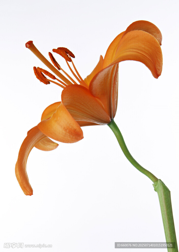 橙色百合花特写
