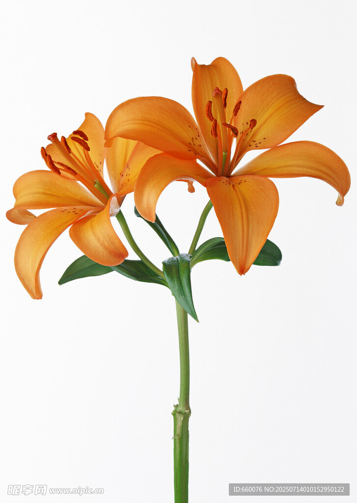 橙色百合花特写