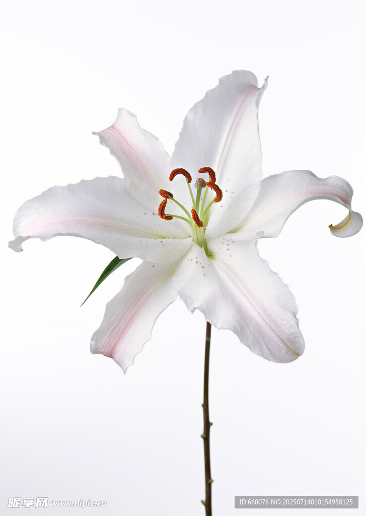白色百合花特写