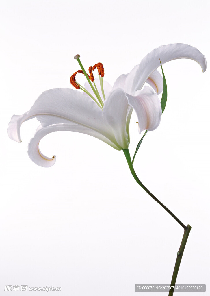 优雅白色百合花特写