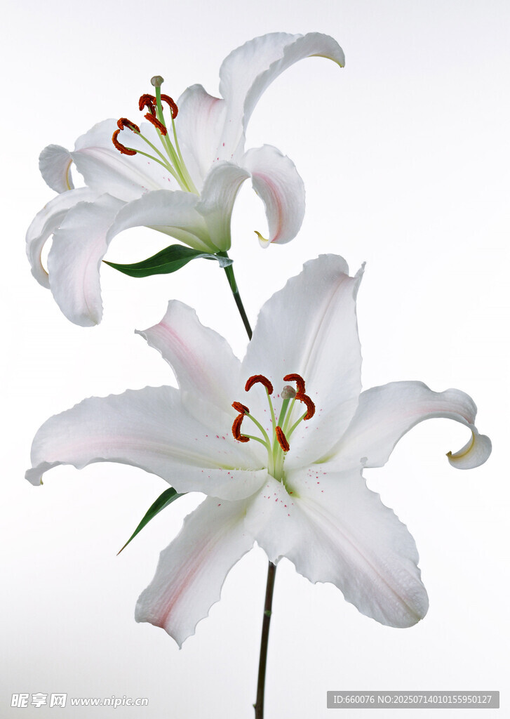 优雅白色百合花绽放