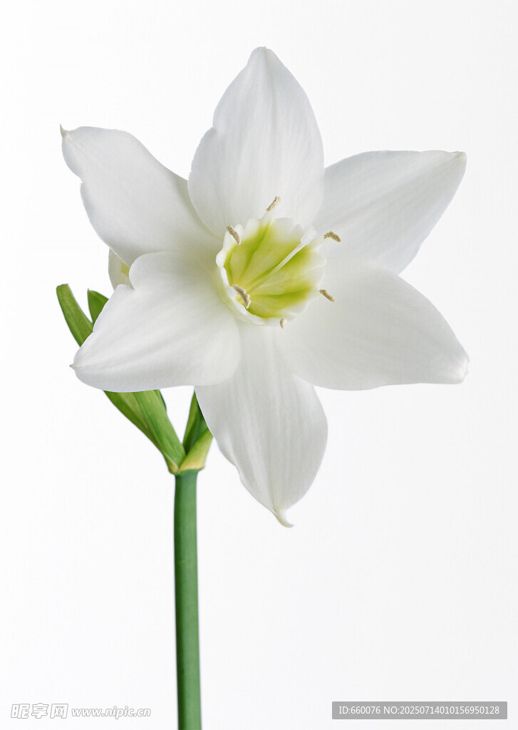 单枝白色百合花特写