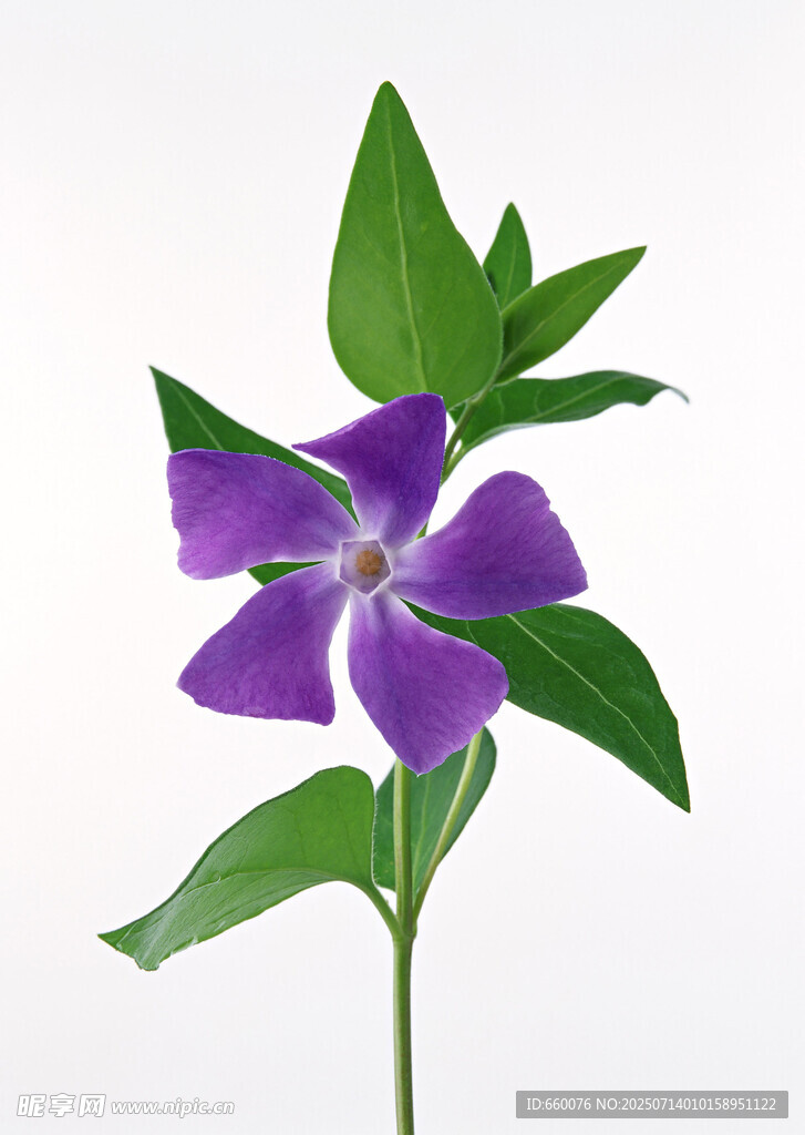 紫色长春花特写