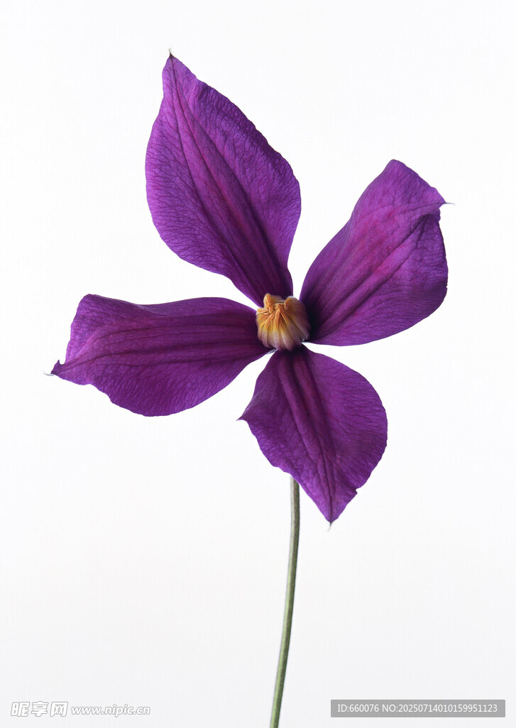 紫色单朵花特写