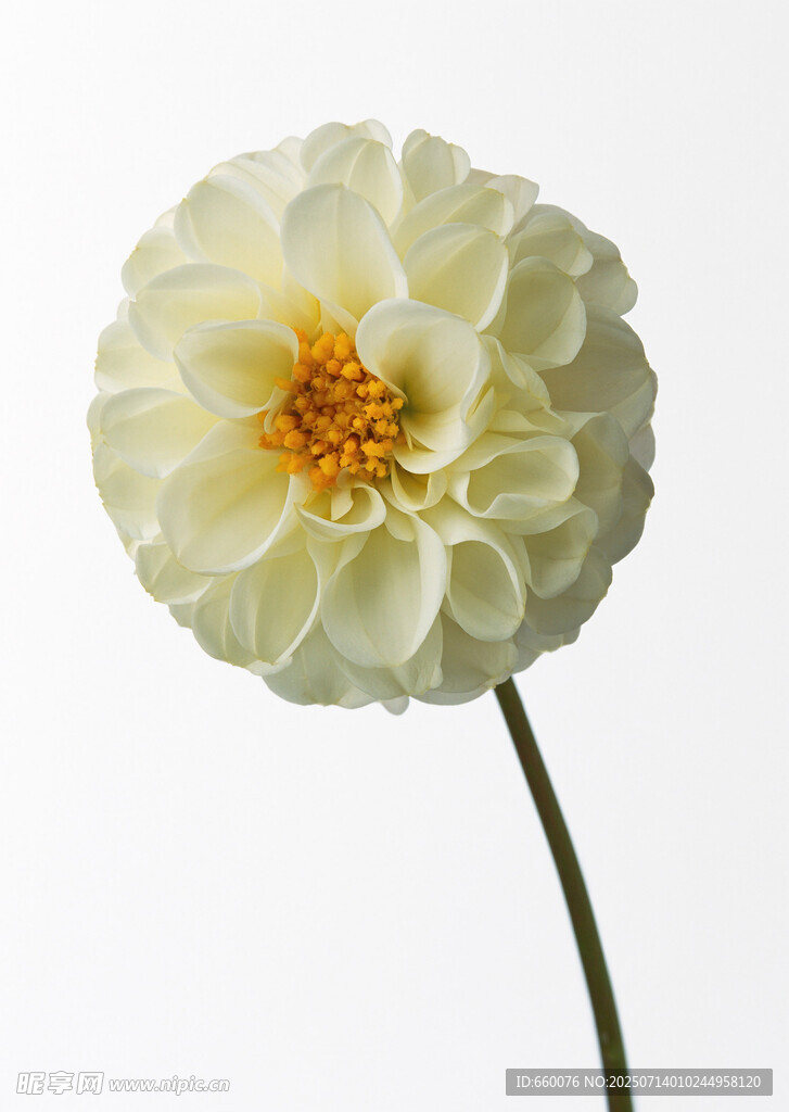 白色大丽花特写