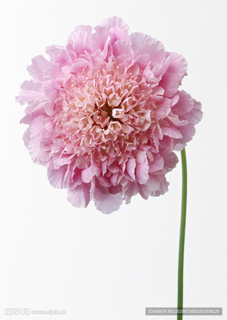 粉色美丽花朵特写