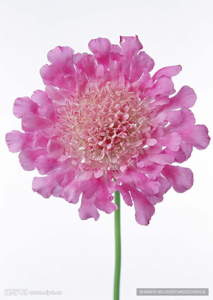 粉色美丽花朵特写