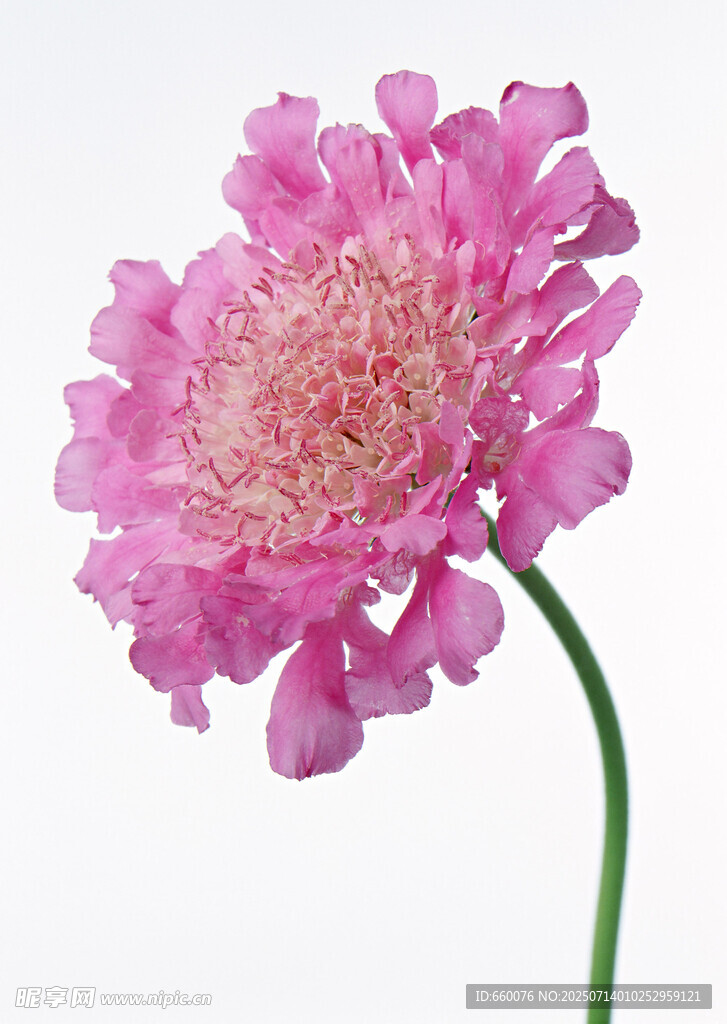 粉色美丽花朵特写