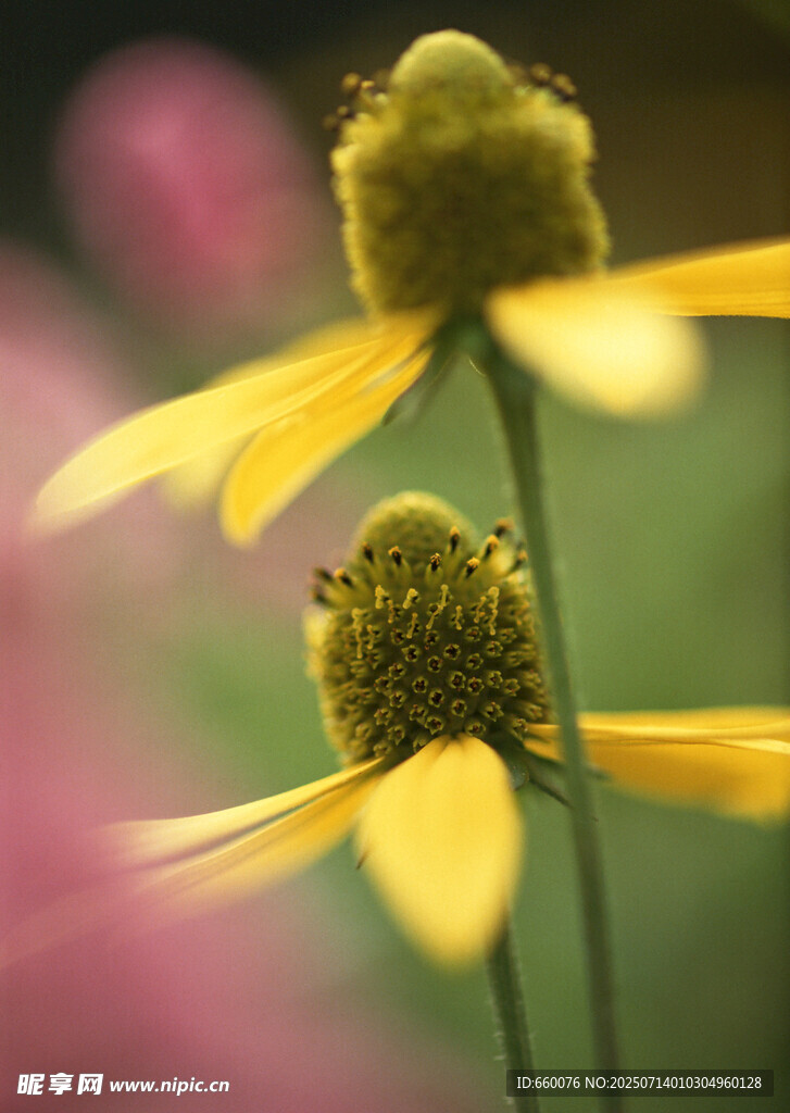 两朵黄色黑心菊特写