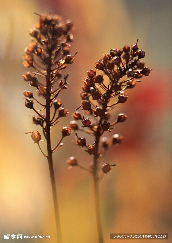 两株棕色穗状植物特写