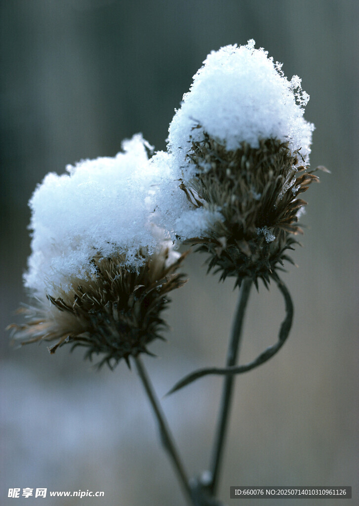 雪覆干枯植物