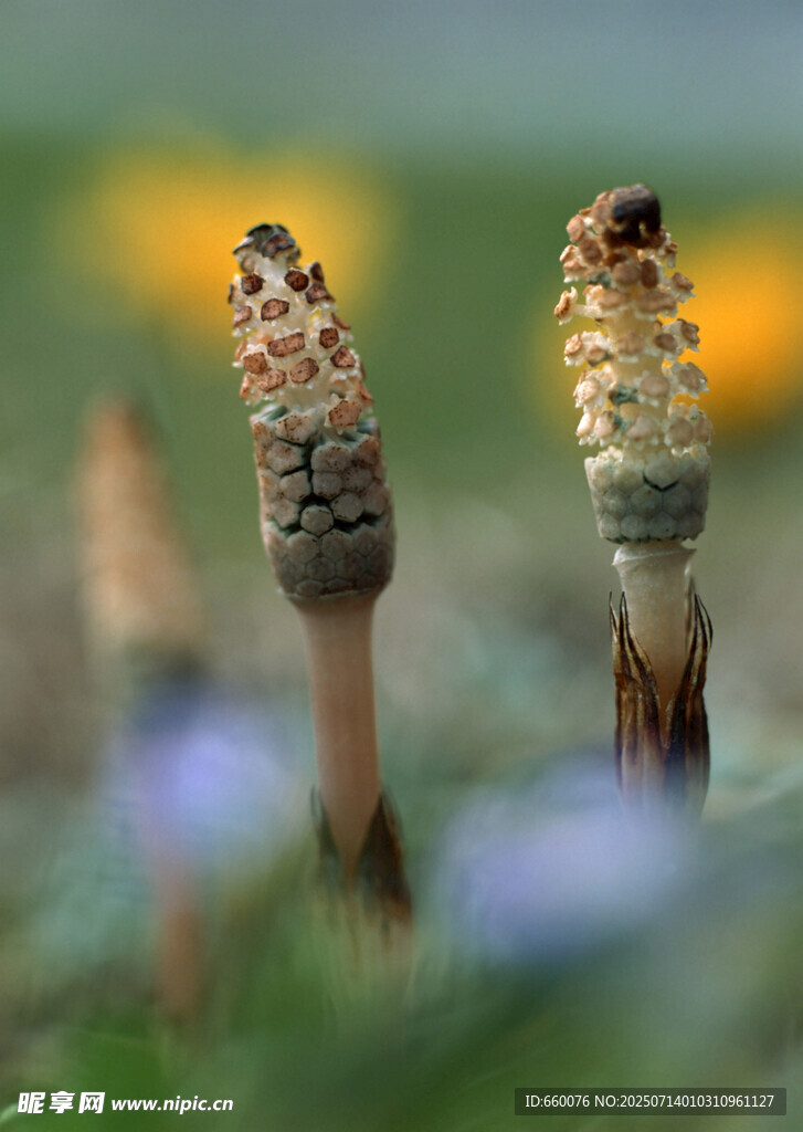 野外的两株独特菌类植物