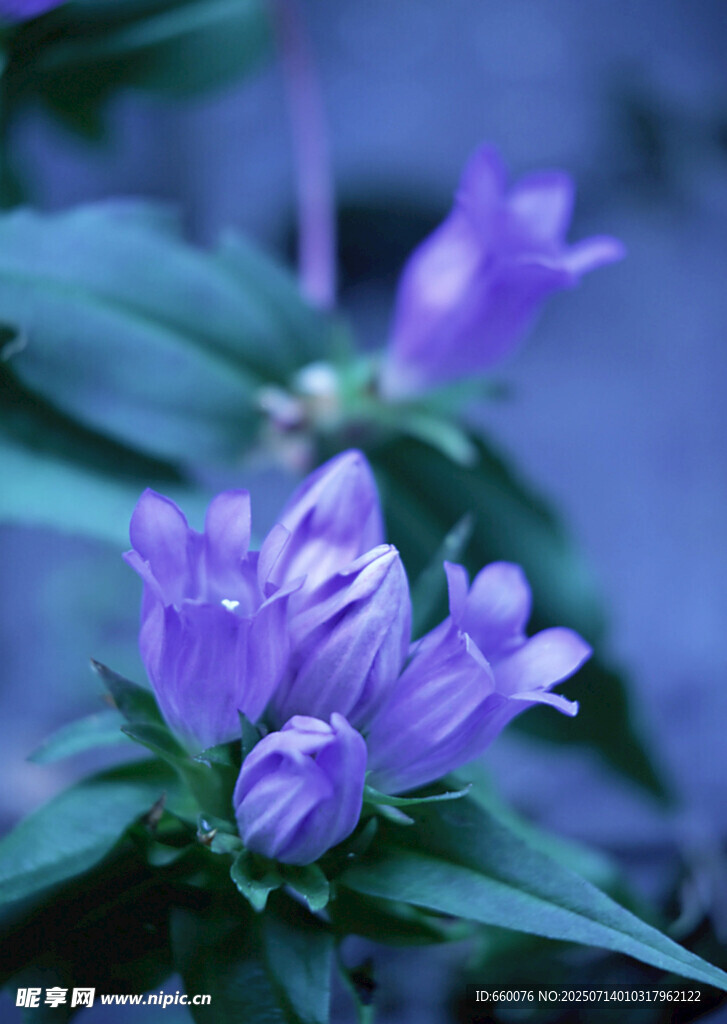 紫色铃兰花绽放