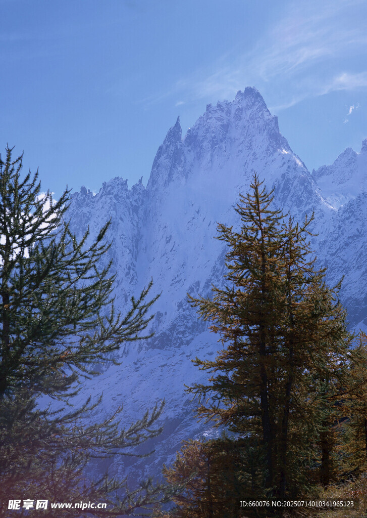雪山松林美景
