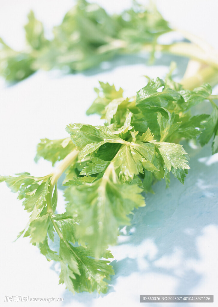 新鲜翠绿欧芹特写