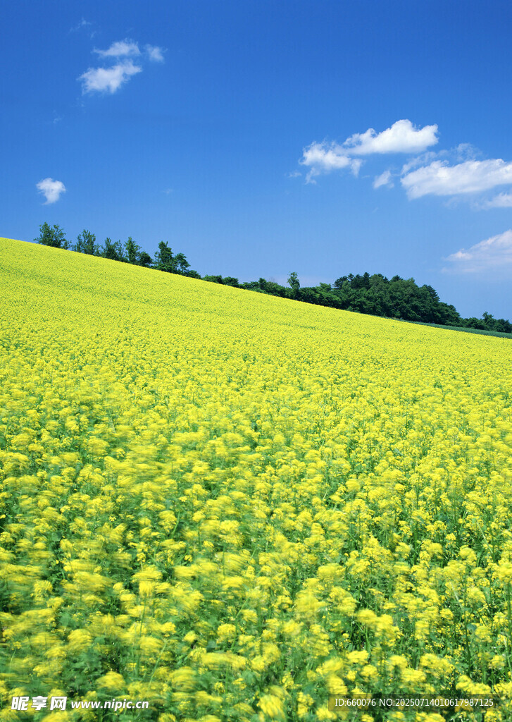 金黄油菜花田 