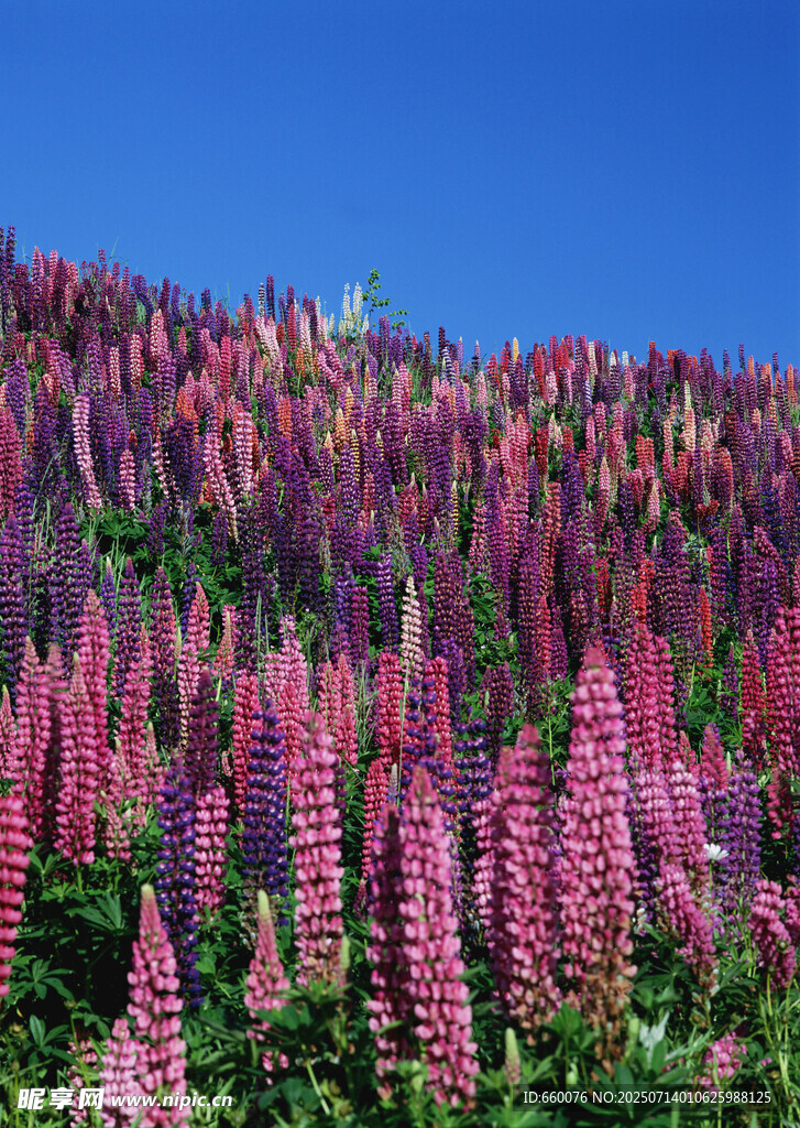 花海烂漫 