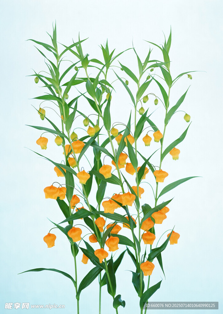 橙色小花植物特写