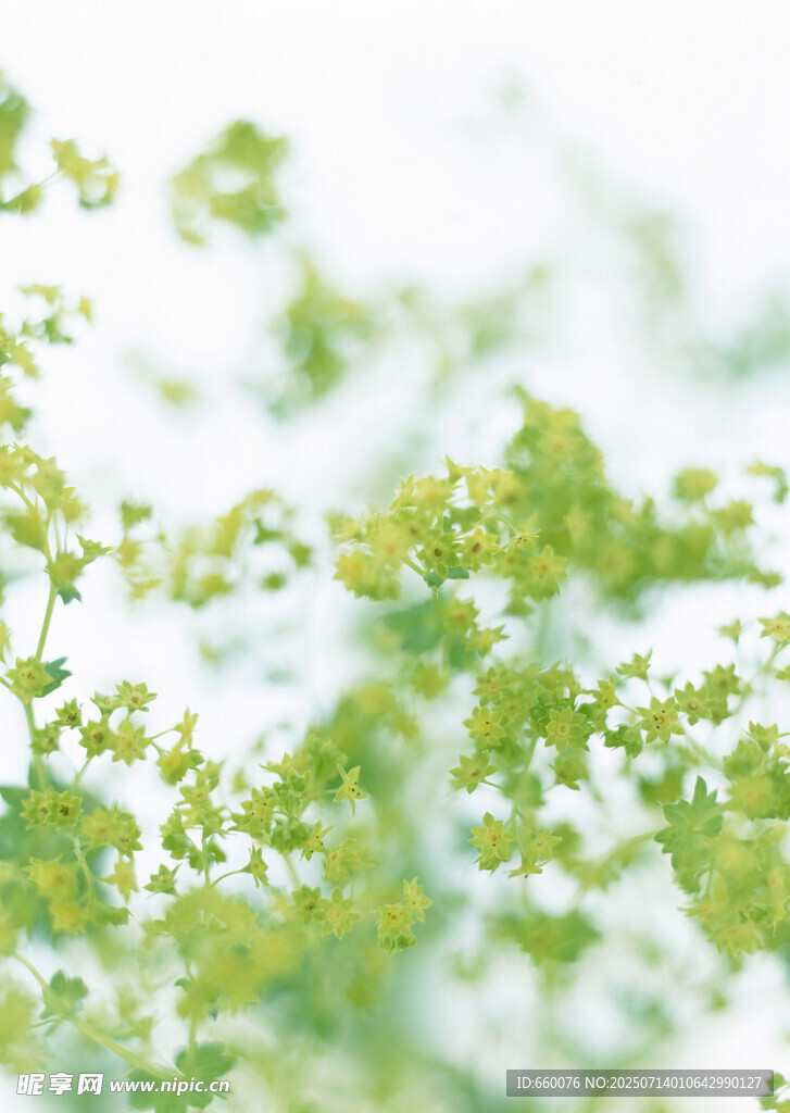 清新绿植特写