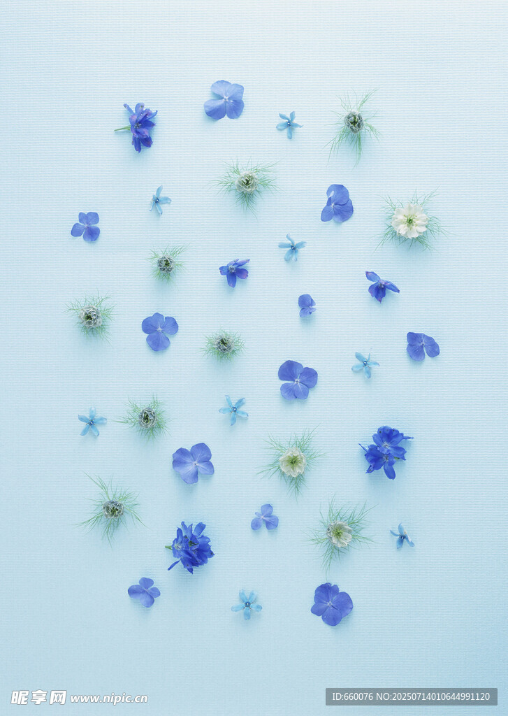 蓝色小花散落画面