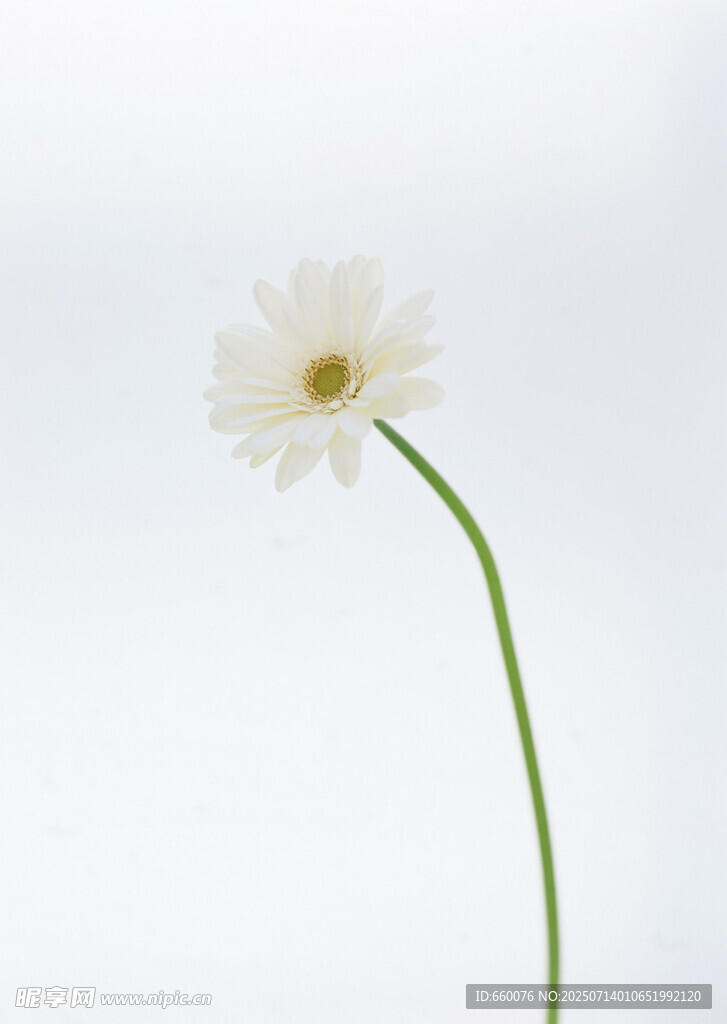 单枝白色雏菊特写