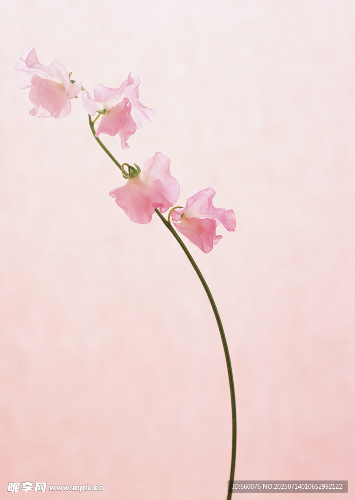 一枝粉色小花绽放