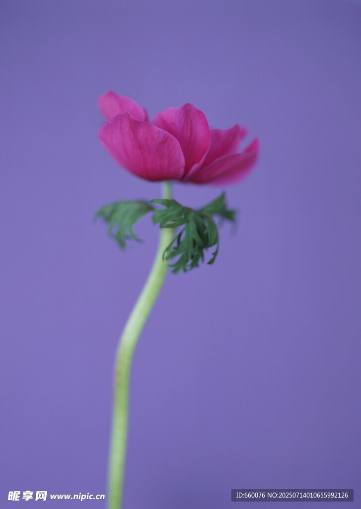 单枝玫红色花朵特写
