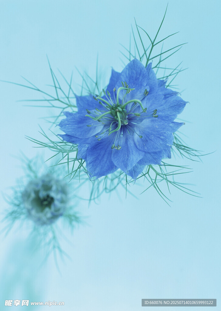 蓝色矢车菊特写