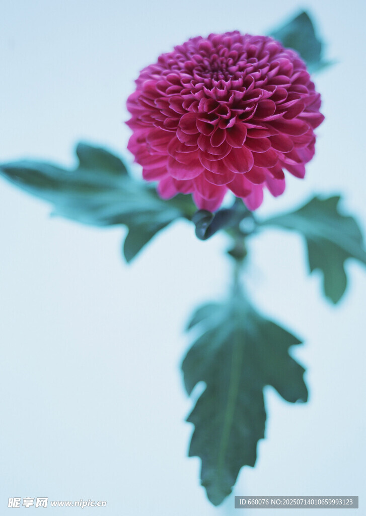娇艳紫菊特写