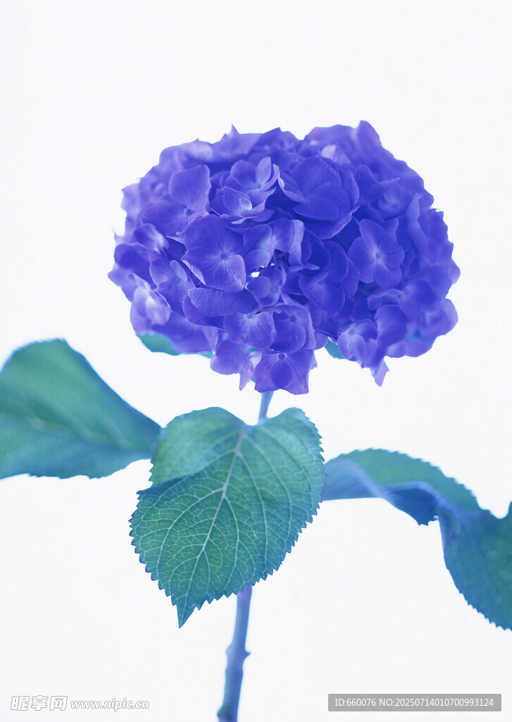 蓝紫色绣球花特写