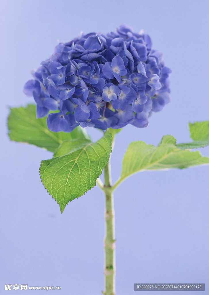 蓝色绣球花特写
