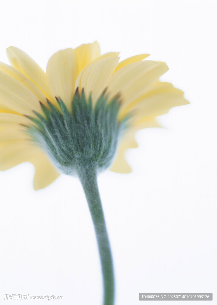 黄色雏菊特写
