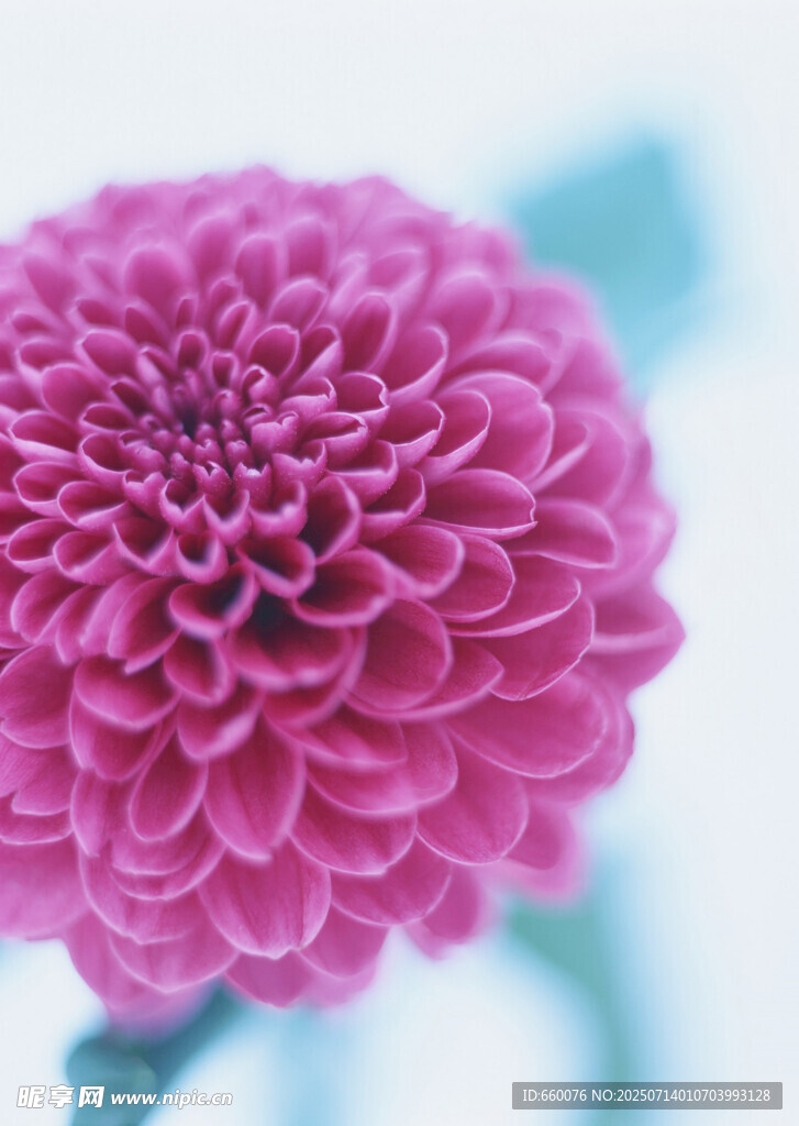 粉色菊花特写