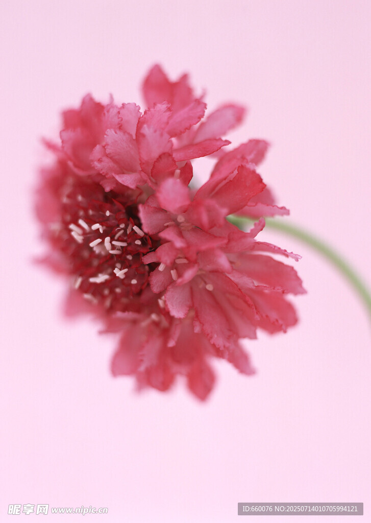 粉色娇艳花朵特写