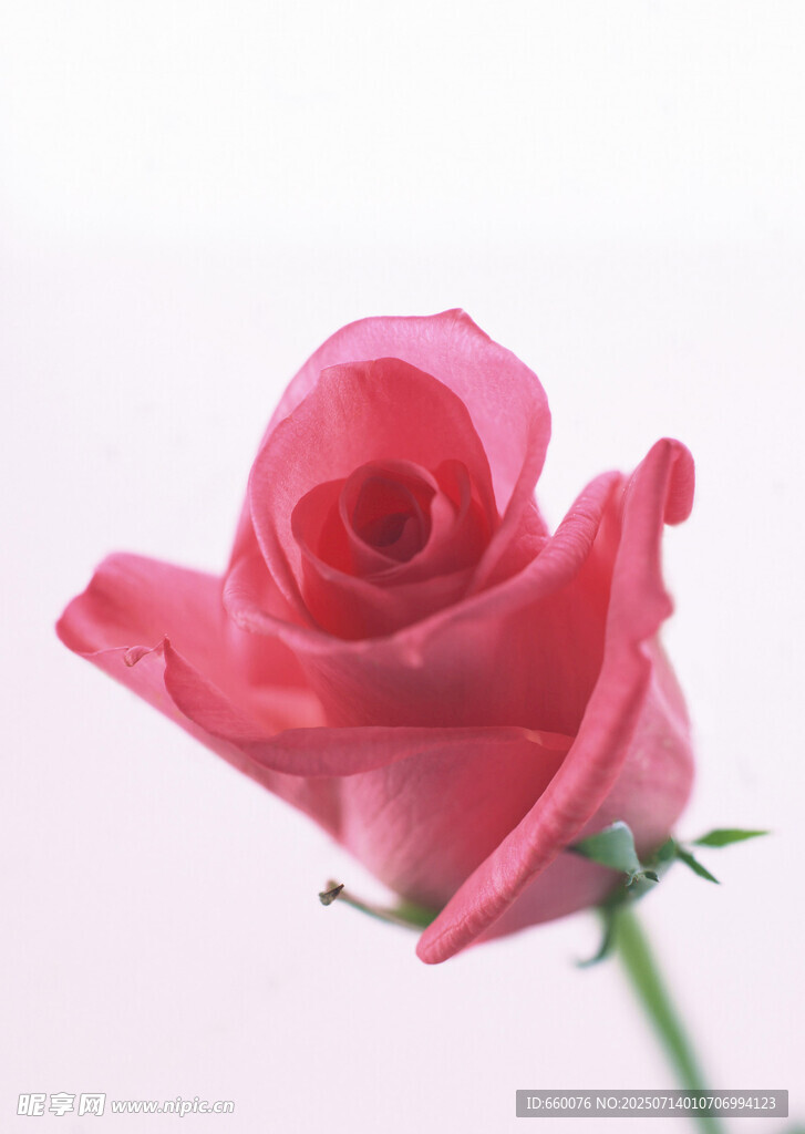 娇艳红玫瑰特写