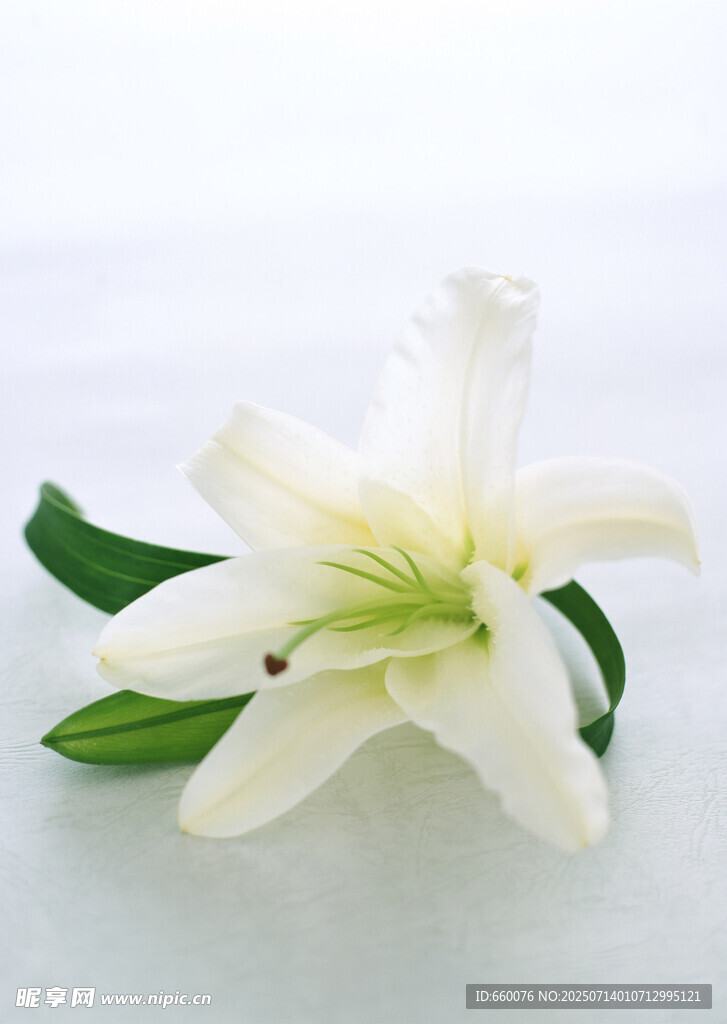 白色百合花特写
