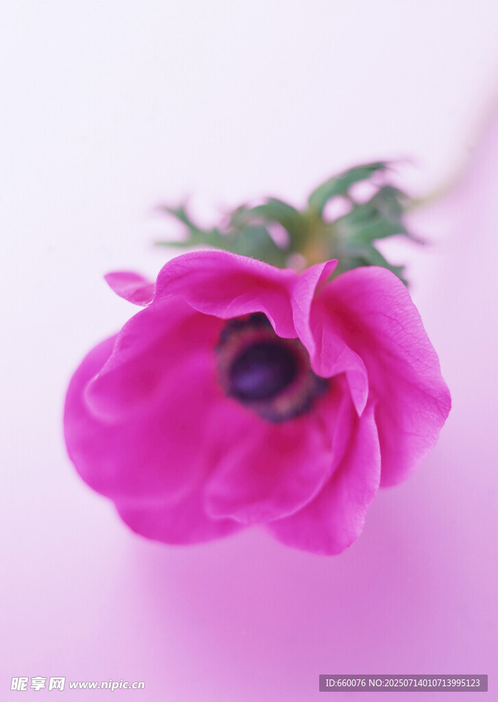 娇艳粉色银莲花特写