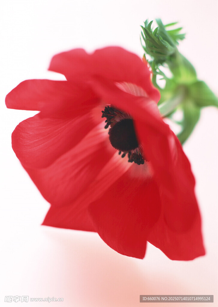 娇艳红色银莲花特写