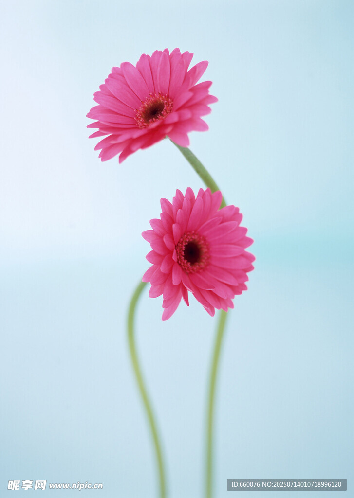 两朵娇艳粉色非洲菊
