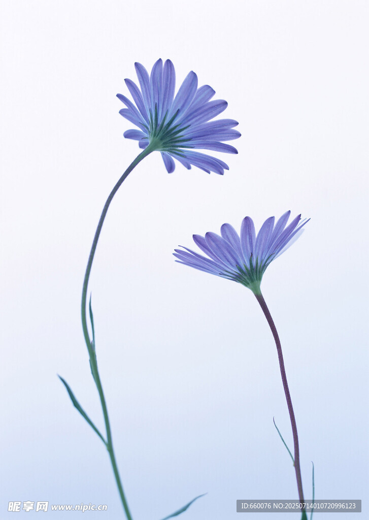 两朵蓝花绽放于天际