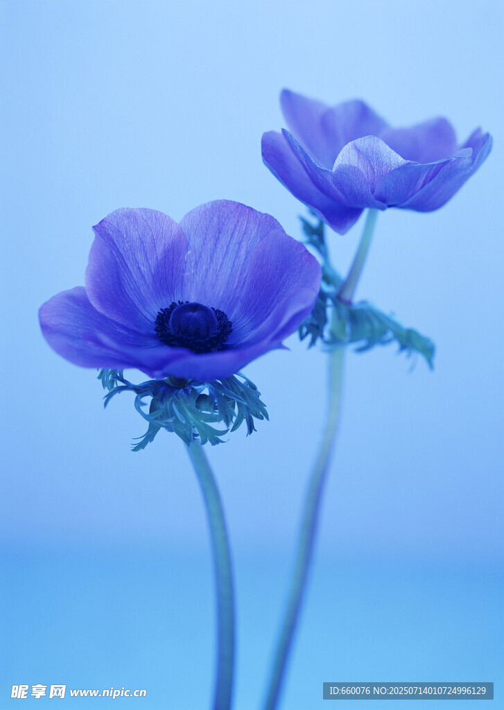 蓝紫色银莲花特写