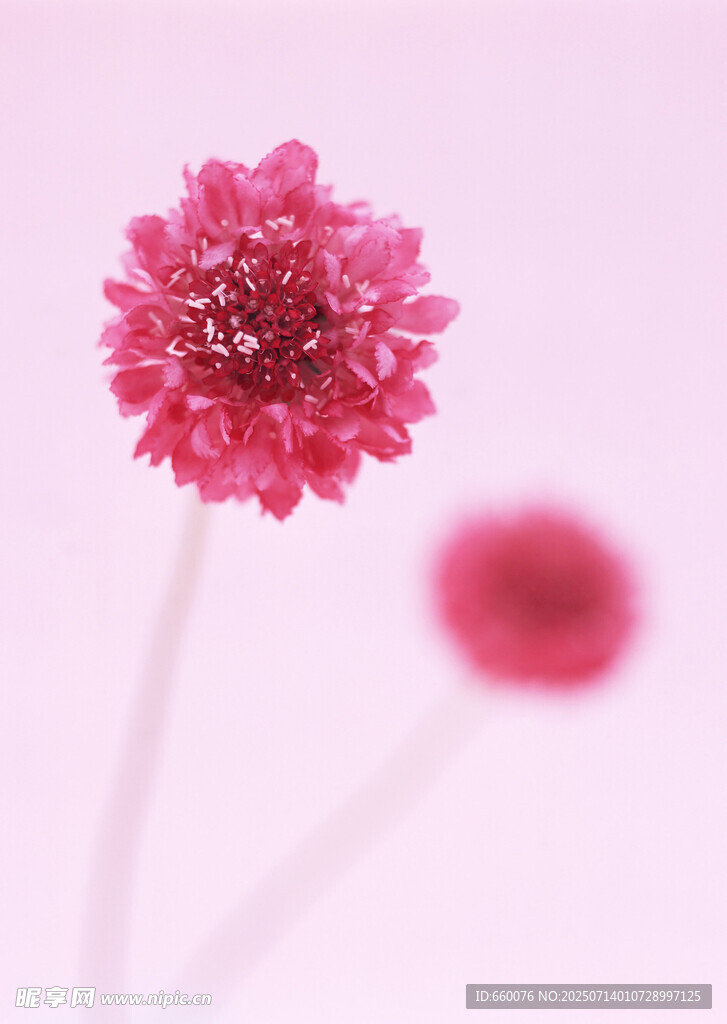 粉红小花特写