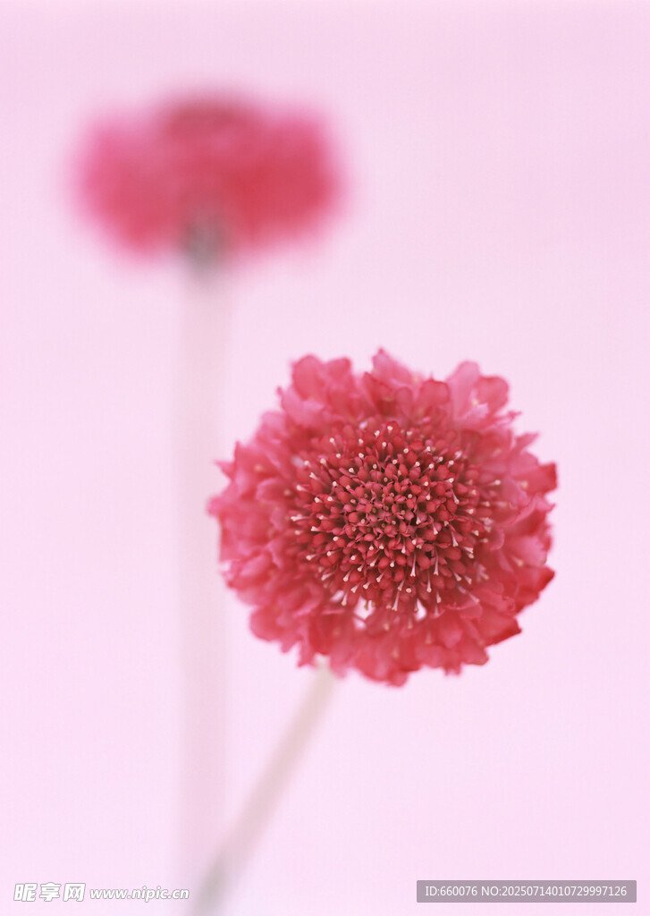 粉色小花特写