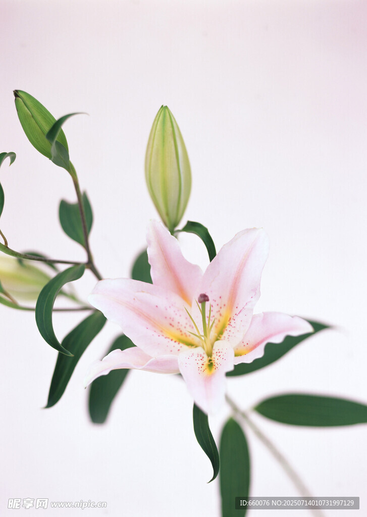 粉色百合花特写